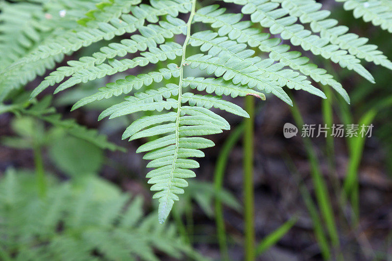 蕨类植物的叶子