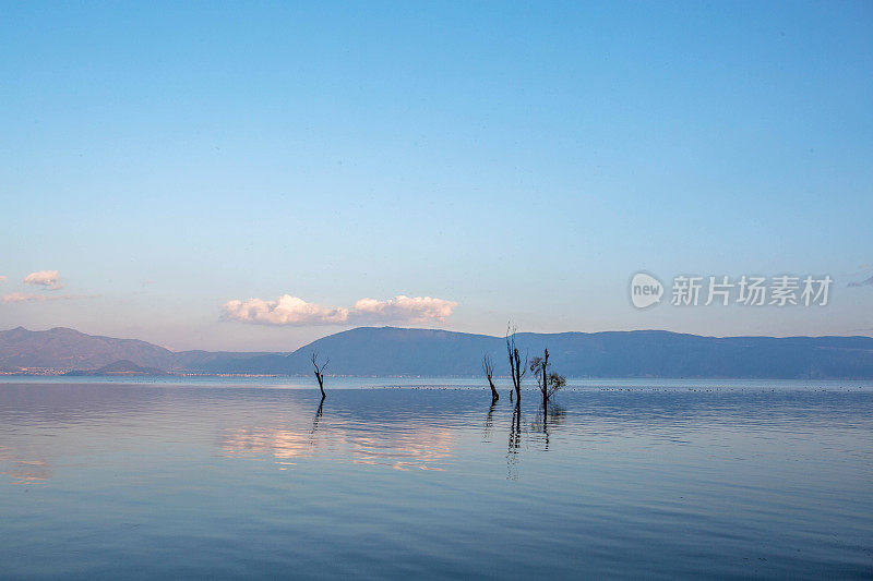 树木浸没在洱海