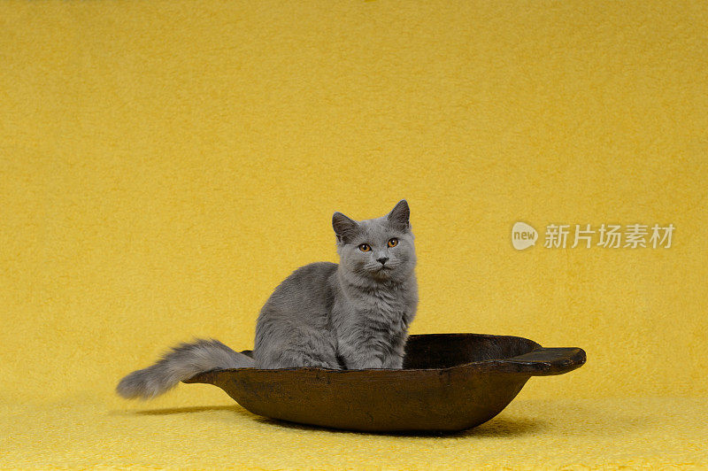 美丽的六个月大的夏特鲁猫