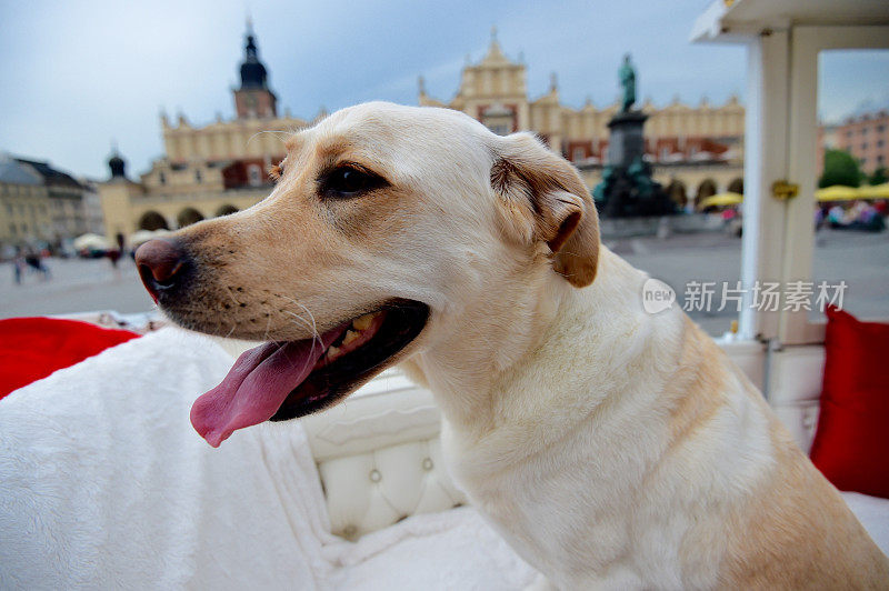 拉布拉多寻回犬