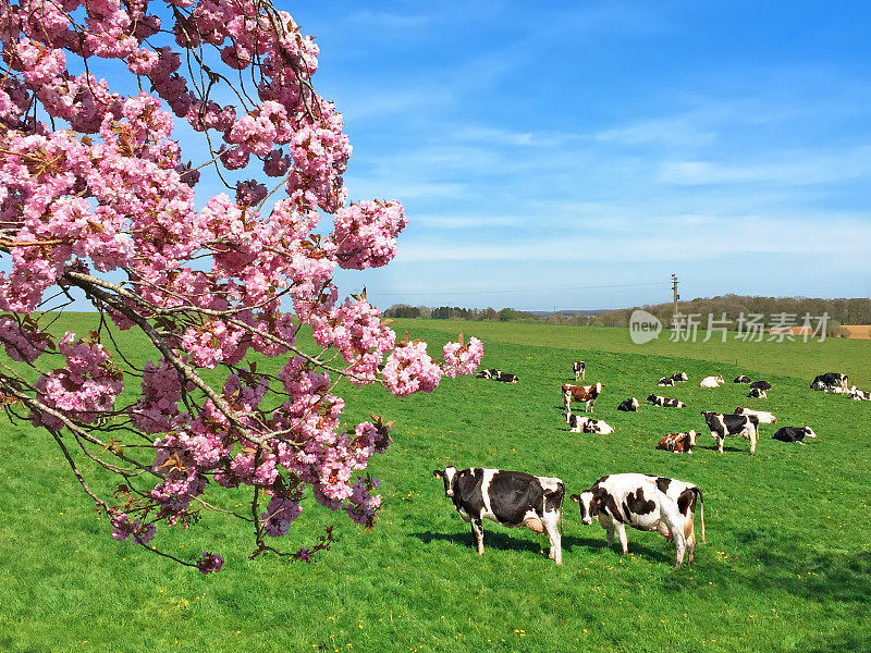 在粉红色树下的绿色田野上挤奶的奶牛