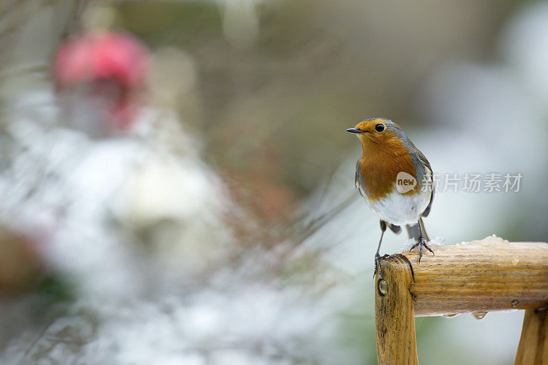 罗宾(红心rubecula)