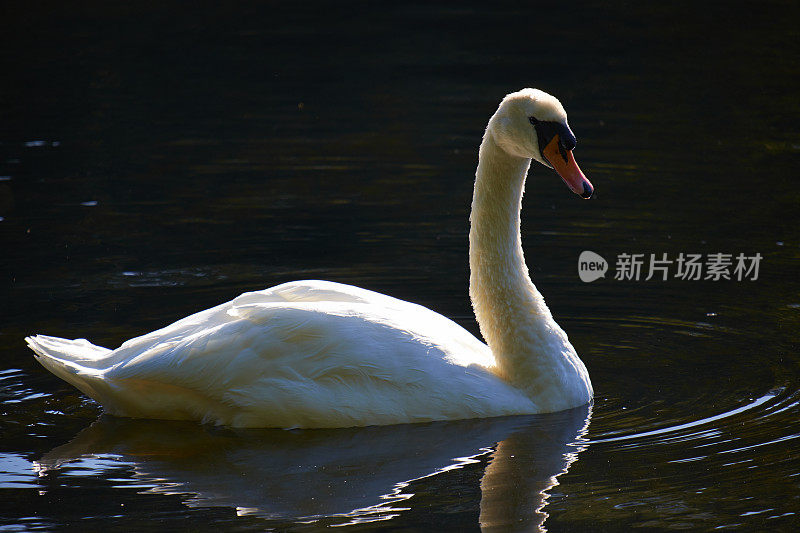 湖上沉默的天鹅