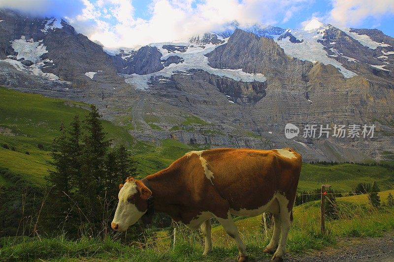 瑞士阿尔卑斯山伯恩斯高地Lauterbrunnen山谷上的少女和奶牛