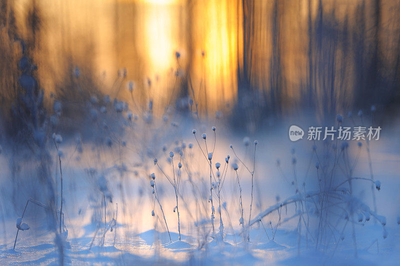 干植物上的新雪