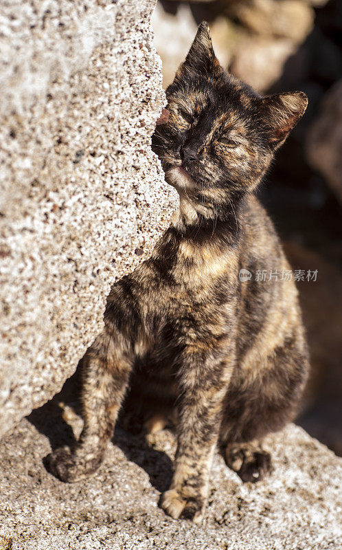 希腊国内的猫