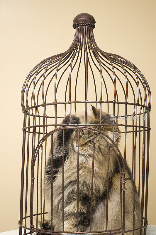 笼子里的缅因猫。