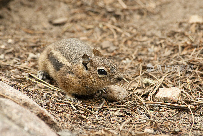 落基山国家公园的花栗鼠
