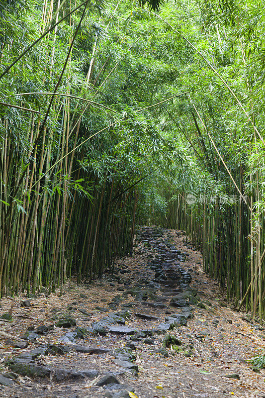 夏威夷竹林，毛伊岛