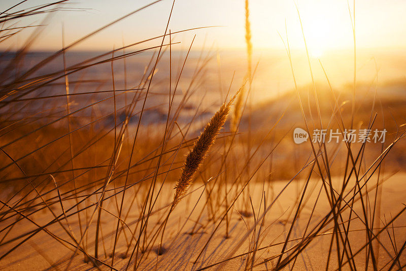 沙滩上的沙丘草