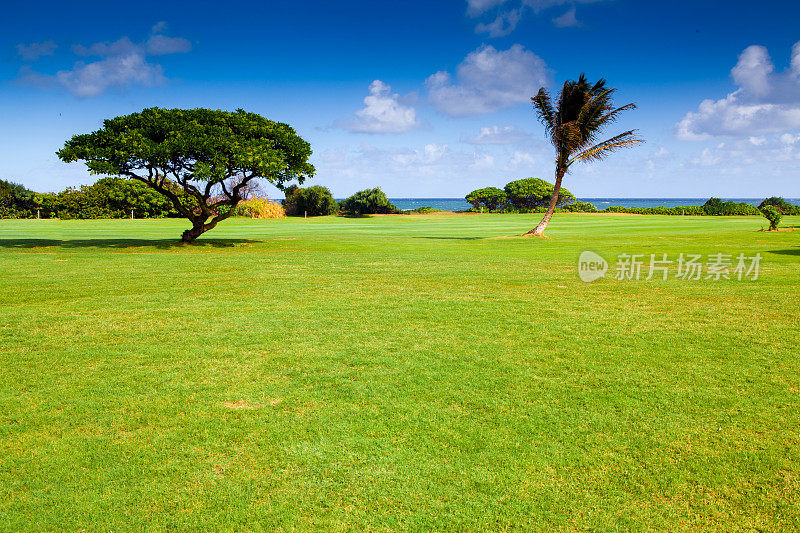 棕榈树在一个高尔夫球场在夏威夷RM