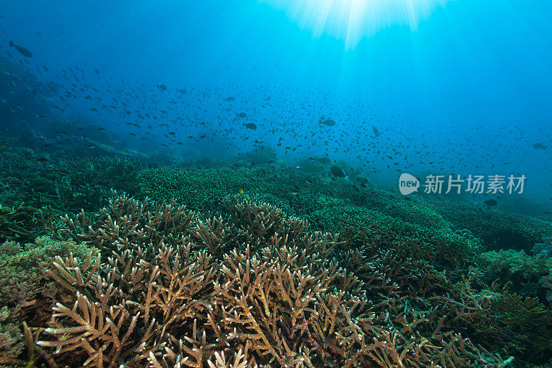 美丽的下午风景，鹿角珊瑚礁，科莫多国家公园，印度尼西亚