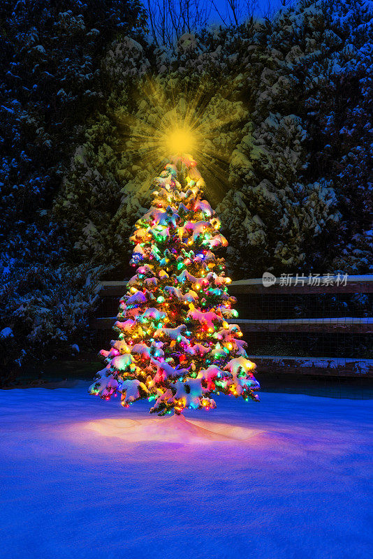 白雪覆盖的圣诞树上挂满了五颜六色的彩灯