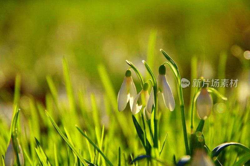 雪花莲花