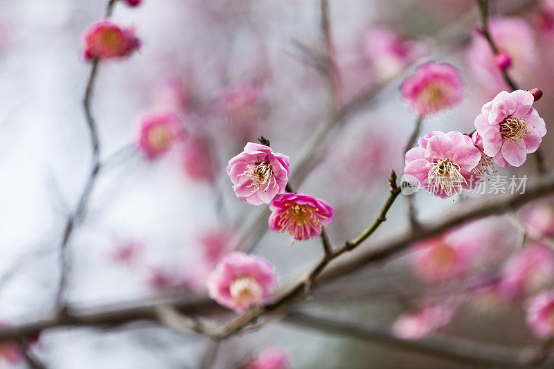 粉色的梅花