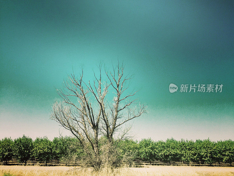 公路上孤独的树