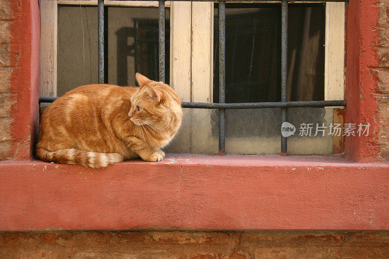 警报的猫