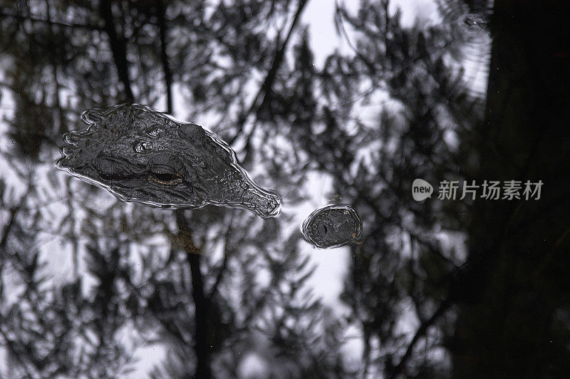 短吻鳄在反思