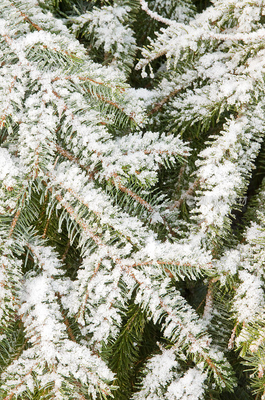 白雪皑皑的松树枝