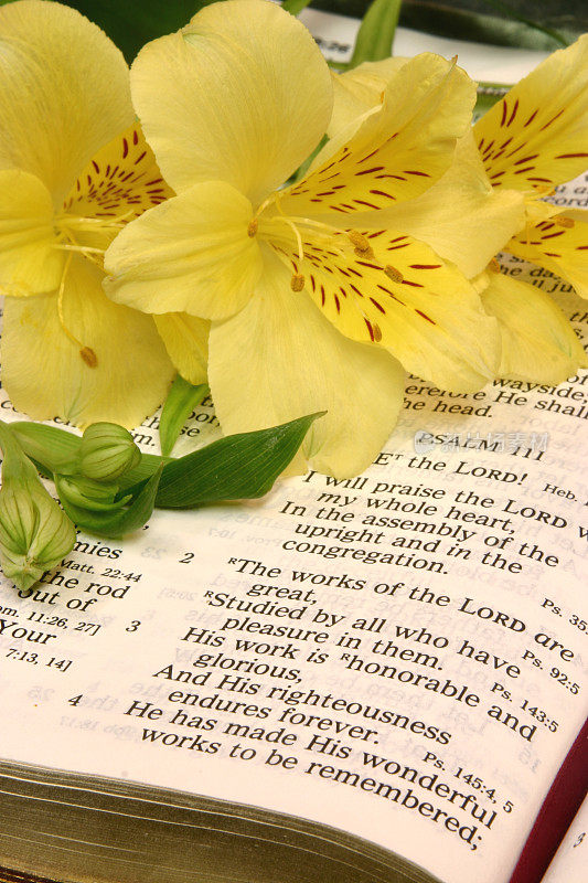 宗教:主圣经的作品，圣经上有黄色的花