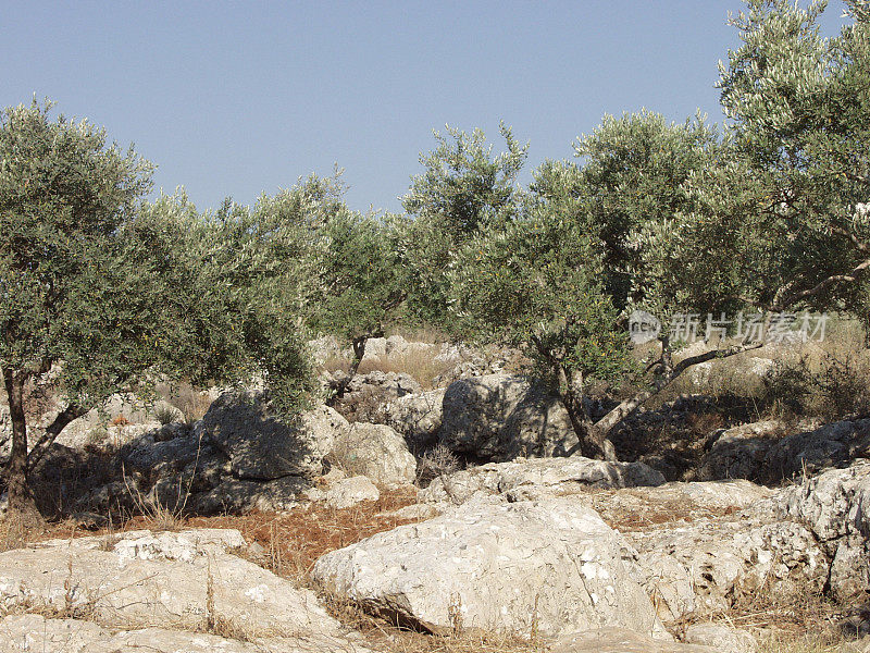 岩石上的巴勒斯坦橄榄园