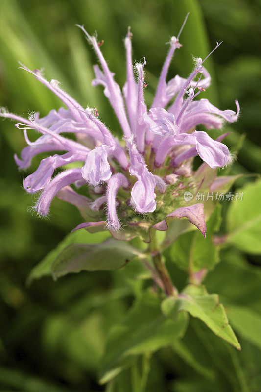 Beebalm(佛手柑)