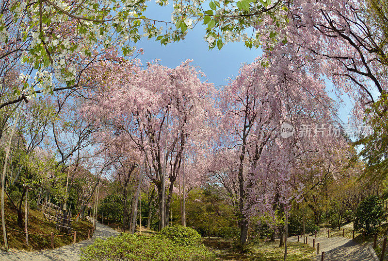 城市公园里的樱花