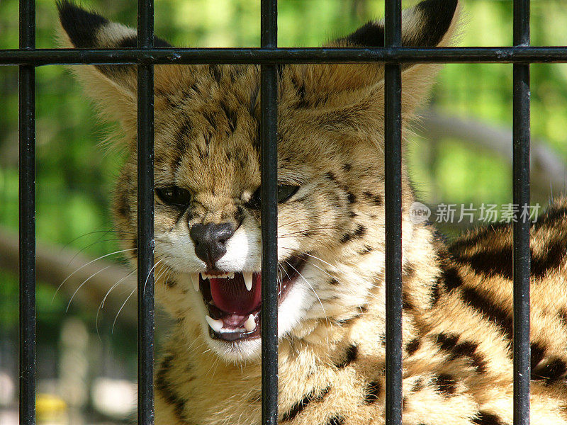 笼子里的野猫