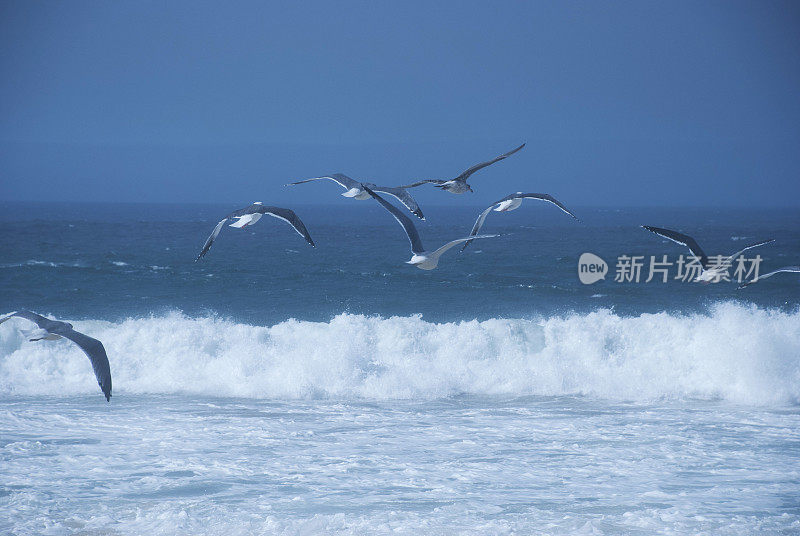 大苏尔的海鸥