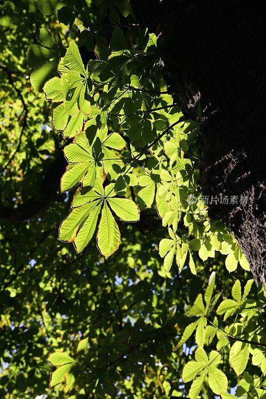 背光的树叶在绿色栗子森林的世界