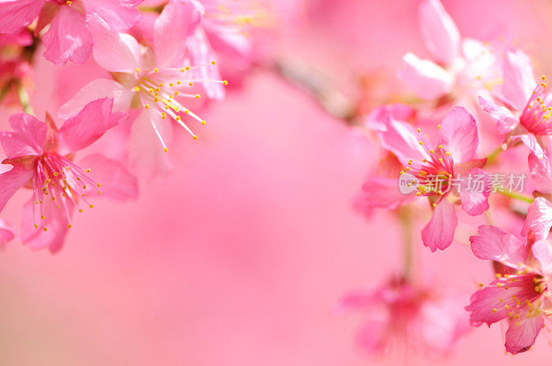 粉红色樱花相框