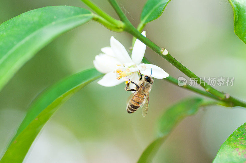 蜜蜂