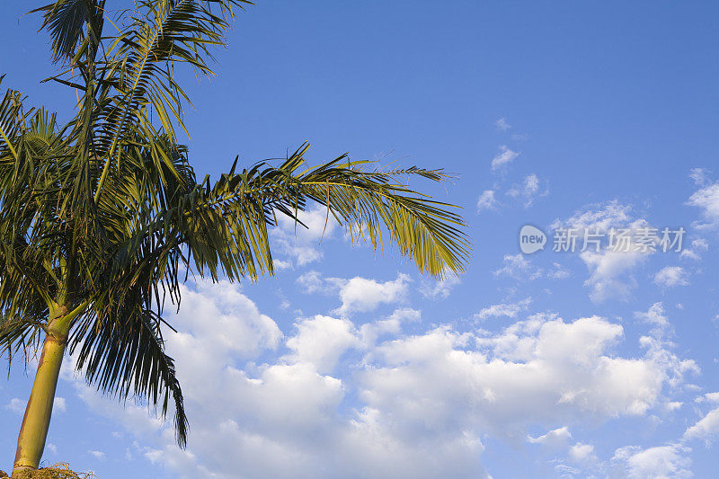 天空树