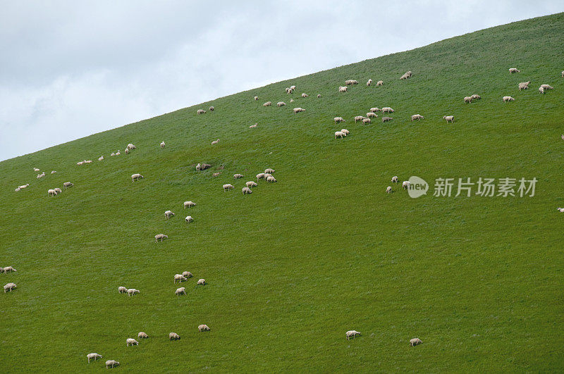 小山上的羊