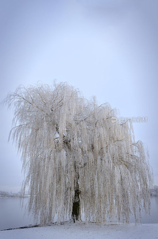 公园里的雪