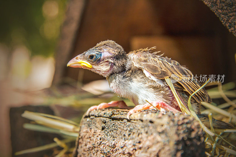 独自的小麻雀在巢里从自制的鸟笼