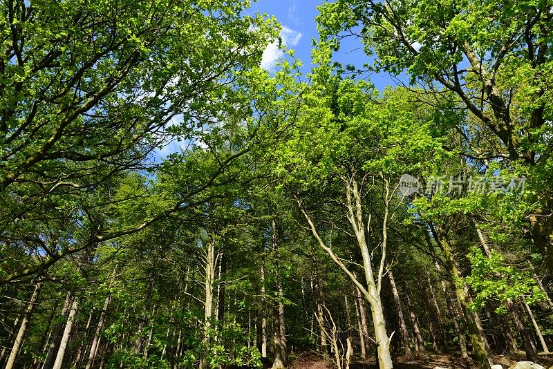 英国的风景