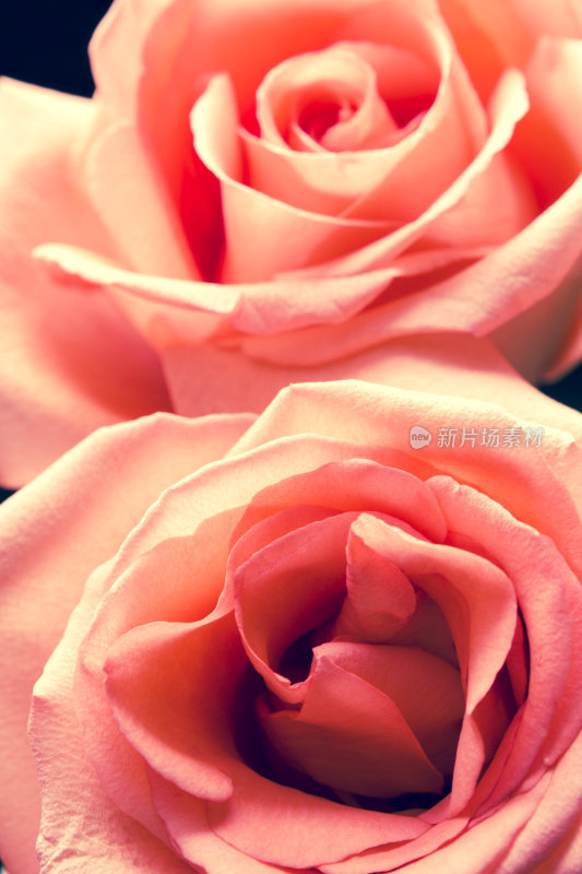 两朵玫瑰花朵