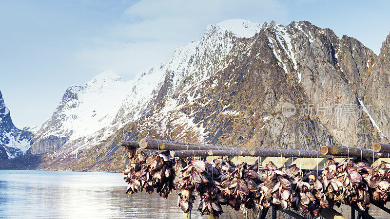 鳕鱼头晒干，罗浮敦群岛，挪威