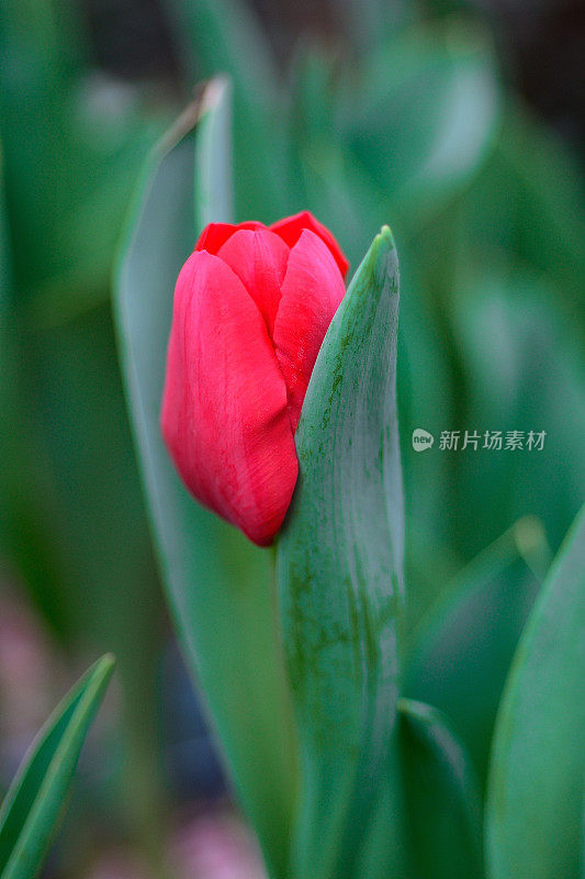 郁金香花蕾