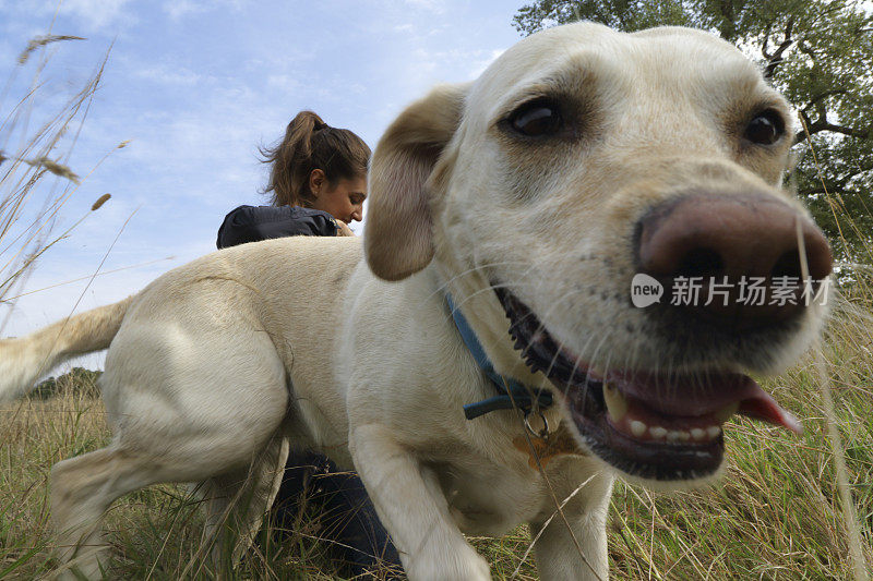 黄色拉布拉多寻回犬极端近距离的头部