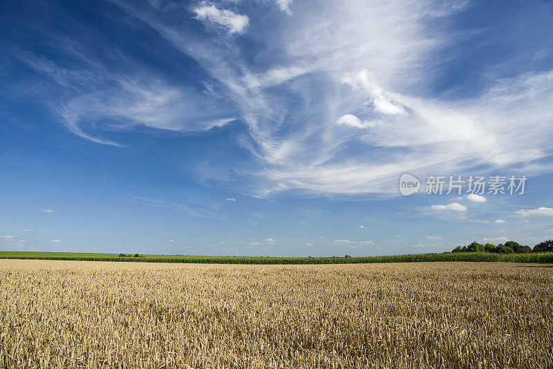 夏日蓝天下，堤岸上成熟的麦田