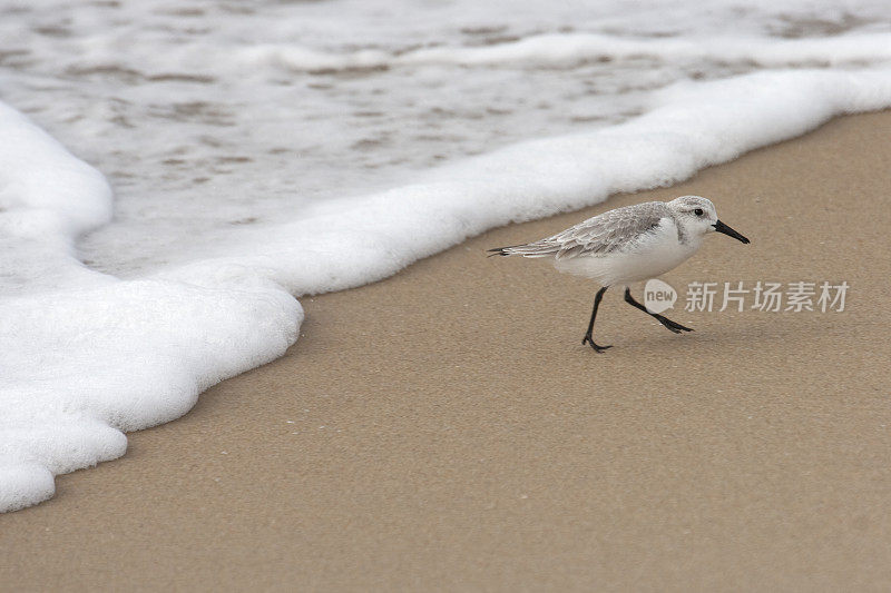 桑德林鸟以南加州沙滩上的波浪为食