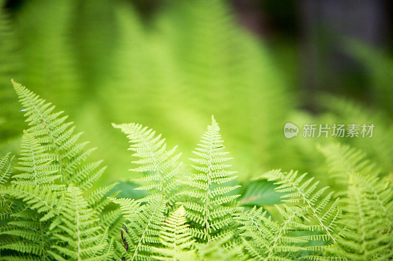 蕨类植物的背景