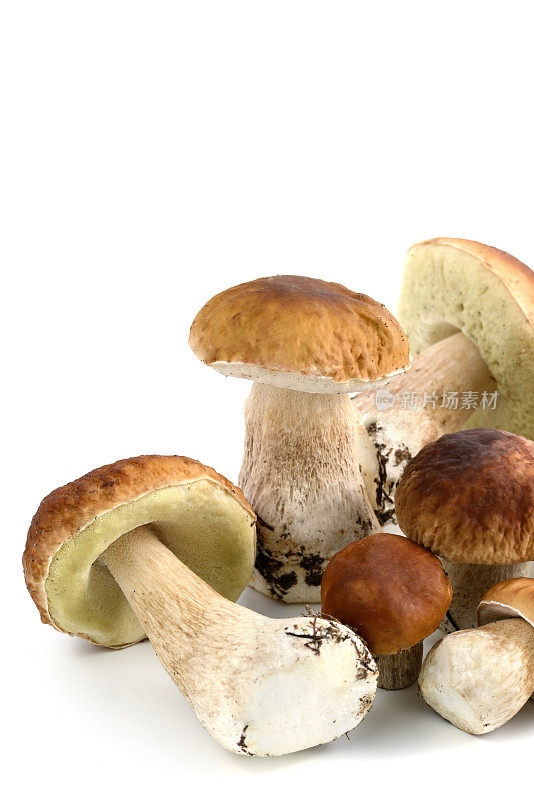 便士面包蘑菇孤立在白色背景