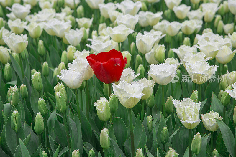 土耳其伊斯坦布尔花园里的郁金香花