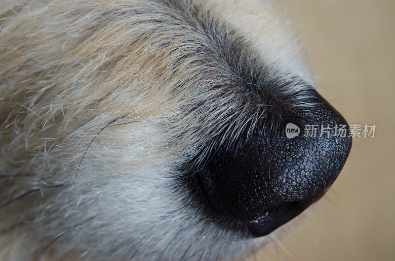 狗的鼻子特写镜头