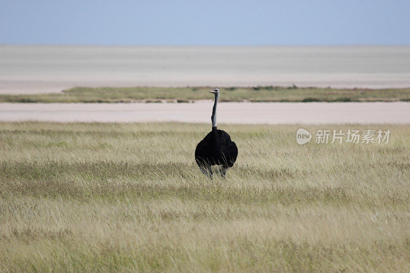 纳米比亚:Etosha国家公园的鸵鸟