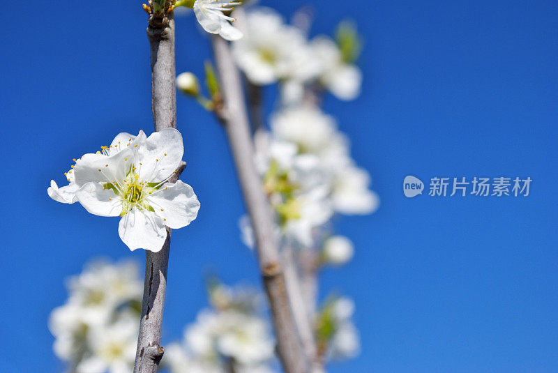 梅花与天空