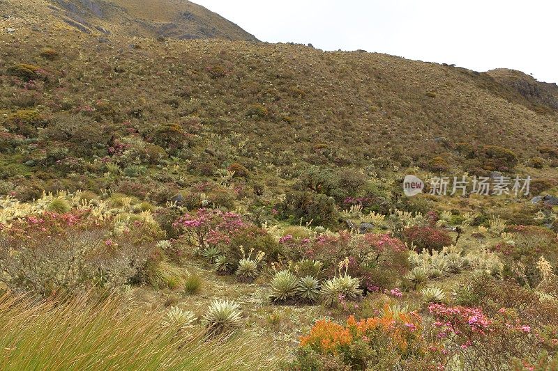 达其拉高沼地的高山植被